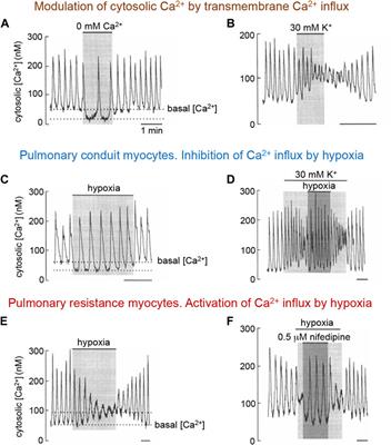 Acute oxygen sensing by vascular smooth muscle cells